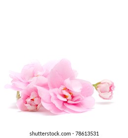 Pink Flower isolated on white -  tender floral background
