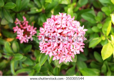 Pink flower : Ixora