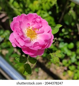 Pink Flower At Laman Iskandar, Cheras Kuala Lumpur