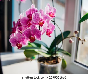 Pink flower and leaves of the phalaenopsis orchid in a flower pot on the windowsill in the house. Care of a houseplant. Home garden. Room interior decoration.