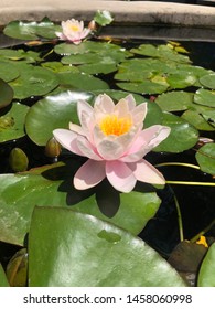 Pink flower with lillypads in a pond