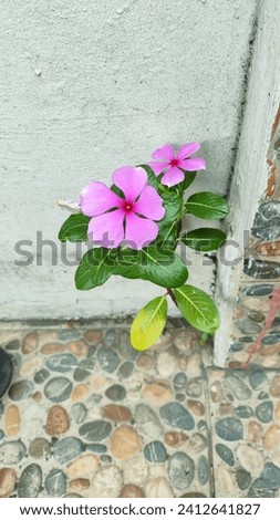 pink flower Mandevilla sanderi in the corner floor tile.
