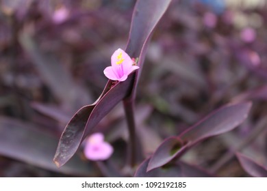 pink flower with maroon colored leaves. flower having small yellow colored pollen in it. - Shutterstock ID 1092192185