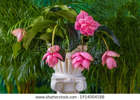 Pink flower medinilla magnifica on Marble stand column on green palm leaves background. Medinilla magnifica ( showy medinilla or rose grape ) beautiful blooms. 