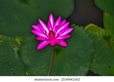 Pink flower in the middle of the lake. Pink pubescent water lily - Powered by Shutterstock