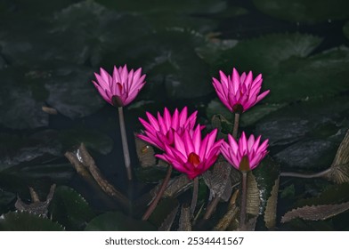 Pink flower in the middle of the lake. Pink pubescent water lily - Powered by Shutterstock