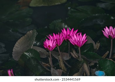 Pink flower in the middle of the lake. Pink pubescent water lily - Powered by Shutterstock