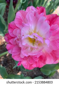 Pink Flower From Missouri Botanical Gardens In St Louis