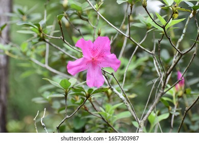 Pink Flower At Morikami Museum And Japanese Gardens