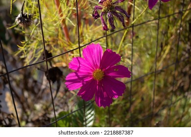 A Pink Flower In Northeast Ohio 