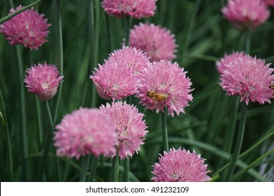 Pink Flower At The Olbrich Botanical Gardens In Madison, Wisconsin.