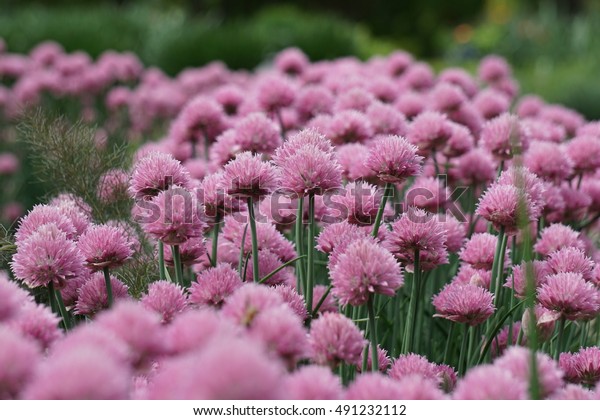 Pink Flower Olbrich Botanical Gardens Madison Stock Photo Edit