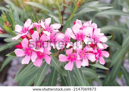 Pink flower of Oleander, Sweet Oleander, Rose Bay or Nerium oleander bloom in the garden is a Thai herb.