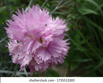 pink flower on a blurred background - Shutterstock ID 1735513283