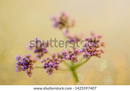 Similar – Lavender, blossom Summer