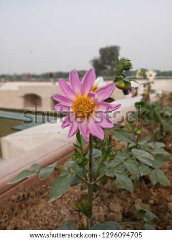 pink flower on rajghat...