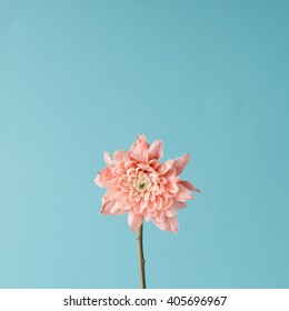 Pink Flower On Sky Background. Minimal Concept.