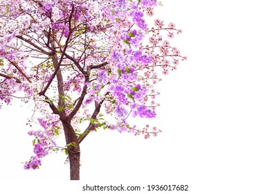 1 067 740件の 桜の木 の画像 写真素材 ベクター画像 Shutterstock