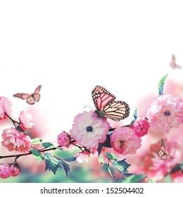 Pink flower of an Oriental cherry and butterfly; 