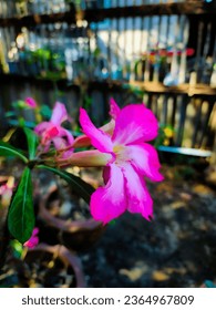 pink flower in outdoor garden, in the style of leica cl, tondo, hurufiyya, fujifilm pro 400h, oshare kei, exotic, chicano-inspired