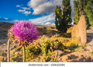 Pink Flower In The Patagonian Desert.