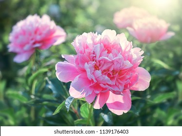 Peony Flowers Petal 库存照片 图片和摄影作品 Shutterstock