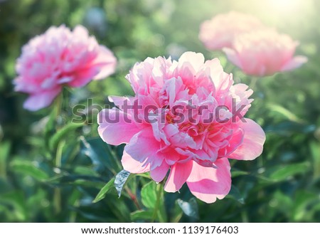 Pink flower peonies flowering on background pink flowers.                    