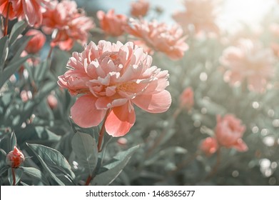 Pink Flower Peony Flowering In Peonies Garden. Nature.