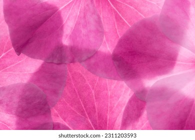 pink flower petals backlit background texture. fresh and perfect - Shutterstock ID 2311203593