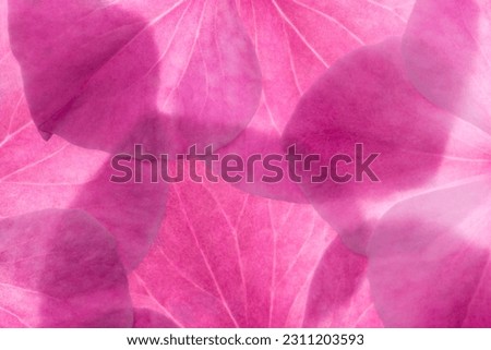 pink flower petals backlit background texture. fresh and perfect