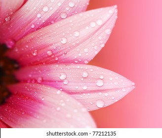 Pink flower petals, macro on flower, beautiful abstract background - Powered by Shutterstock