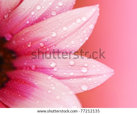 Pink flower petals, macro on flower, beautiful abstract background