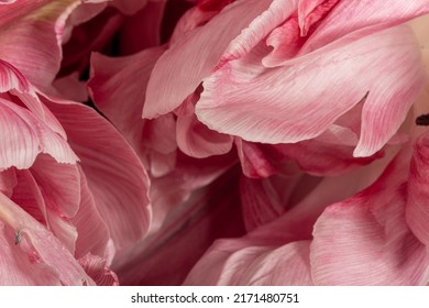 Pink Flower Petals. Macro. Wallpaper. Screensaver