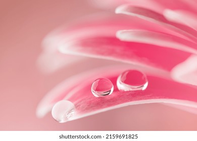 Pink flower petals  with water drop close up. Macro photography of gerbera flower petals with dew.  - Powered by Shutterstock
