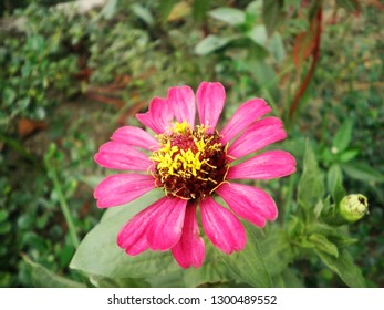 Pink flower plant - Shutterstock ID 1300489552