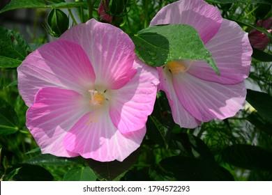  Pink Flower Of The Plant Luna Hibiscus