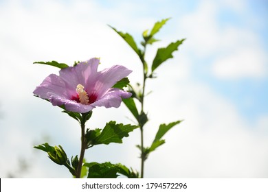  Pink Flower Of The Plant Luna Hibiscus