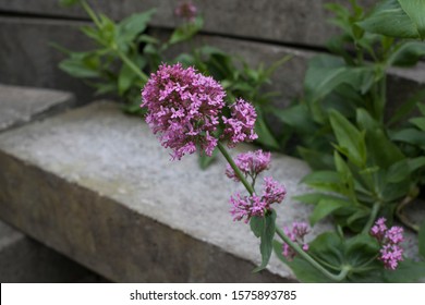 A Pink Flower (possibly Lilac) Found In The Petite Ceinture, An Abandoned Post-industrial Railway In Paris, France, Now Known For Its Graffiti And Beautiful Urban Decay. 