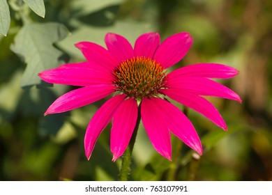 Pink Flower Of The Purple Coneflower Perennial ‘Pow Wow Wildberry’ (Echinacea Purpurea)