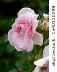Pink flower of rose Martin Frobisher