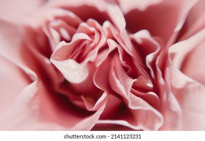 Pink flower rose petals, macro plant floral on soft pastel background. Blurred selective focus. Pattern with neutral color. - Shutterstock ID 2141123231