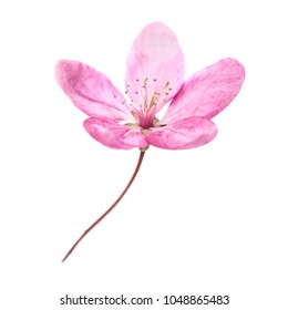 Pink Flower From Sakura Tree Isolated On White Background. Macro Close Up Studio Shot