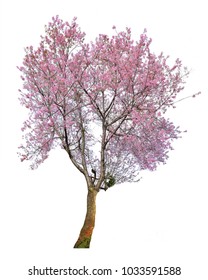 Pink Flower Sour Cherry Tree Isolated On White Background. This Has Clipping Path.