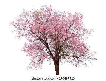 Pink Flower Sour Cherry Tree Isolated On White Background. This Has Clipping Path.