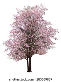 Pink Flower Sour Cherry Tree Isolated On White Background. This Has Clipping Path.