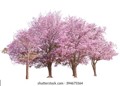 Pink Flower Sour Cherry Tree Isolated On White Background. This Has Clipping Path.