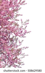 Pink Flower Sour Cherry Tree Isolated On White Background. This Has Clipping Path.