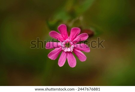 Pink flower in spring close-up. Pink flower. Flower in macro. Flower close up