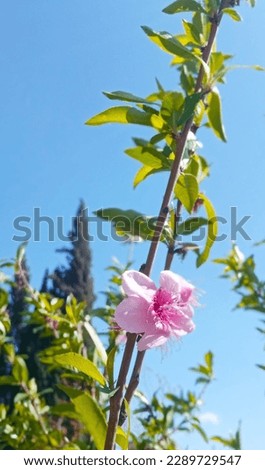 Pink flower in spring in the nature with sky 