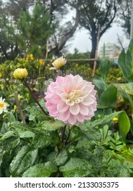 Pink Flower Taken From Burnham Park Baguio City